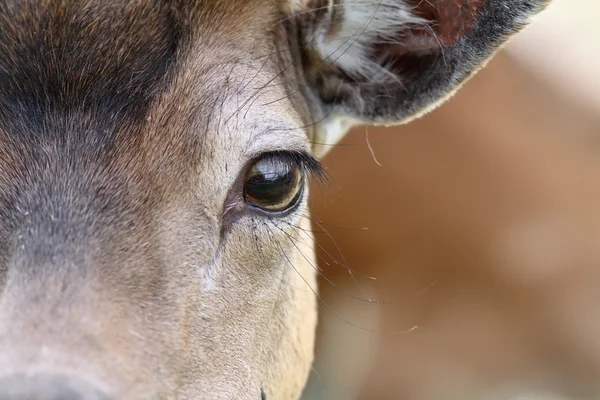 Oog van een damherten — Stockfoto