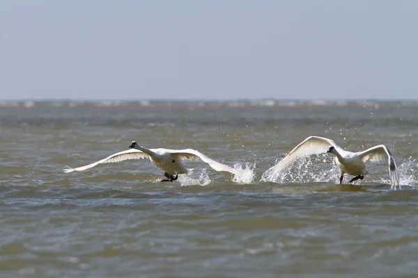 疣鼻天鹅从水面起飞 — Stockfoto