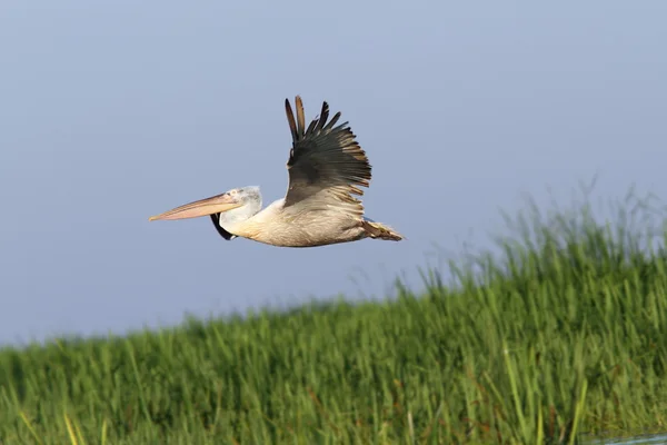 Pelican in flight over reeds — Stock Photo, Image