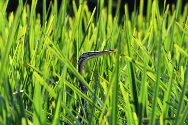 Purple heron hiding  amongst reeds — Stockfoto