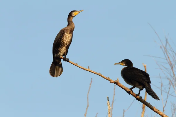 Two great cormorants on branch — Stock Photo, Image