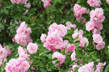 Bahçedeki güzel pembe güller