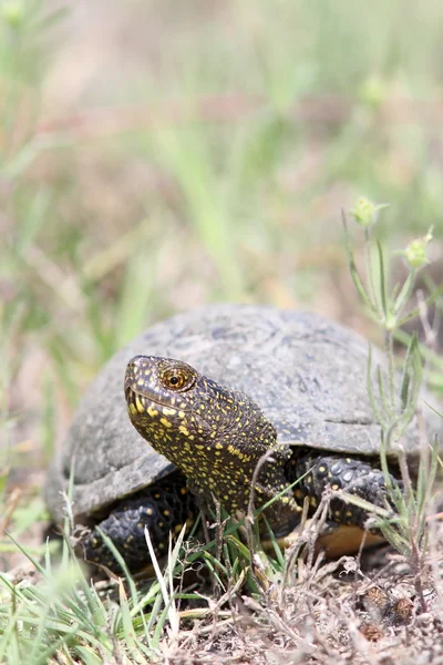 Emys orbicularis — Foto de Stock