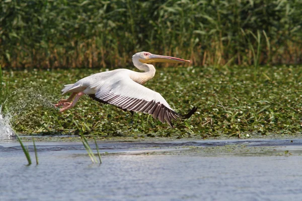 Grote pelikaan in vlucht bij musura bay — Stockfoto
