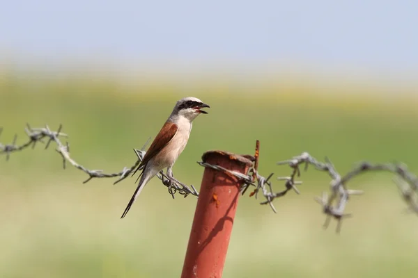 Lanius collurio dikenli tel — Stok fotoğraf