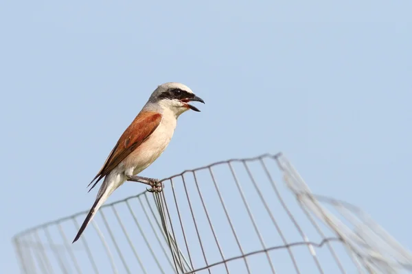 Lanius collurio op verlaten draad hek — Stockfoto