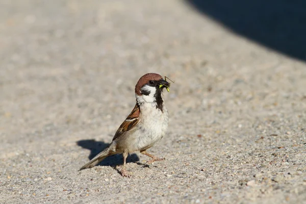 Sparrow eating grasshopper — Stock Photo, Image