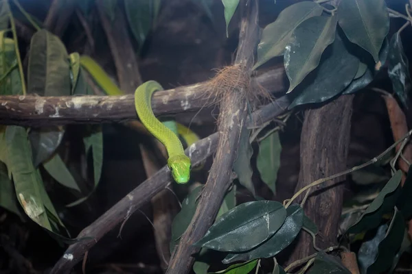 Smooth Green Snake Closeup Opheodrys Vernalis — Stock Photo, Image