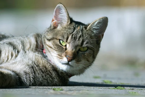 公園の路地で眠っている間にかわいい剥がれた猫の肖像画 — ストック写真