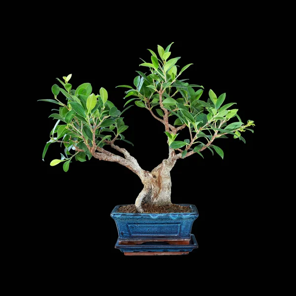 Fig Bonsai Corteza Tigre Sobre Fondo Oscuro Ficus Microcarpa —  Fotos de Stock