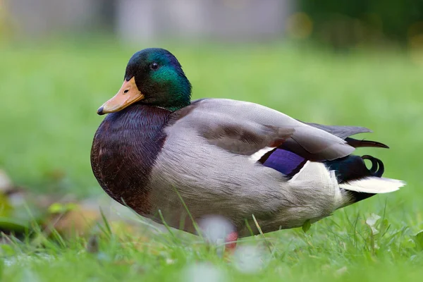 Lazy Wild Mallard Duck Lawn Anas Platyrhynchos — Stock Photo, Image
