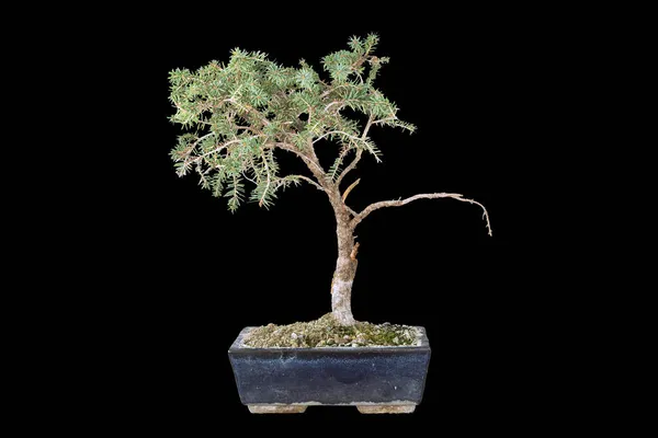 Spruce Bonsai Isolated Dark Background Piecea Abies — Stock Photo, Image