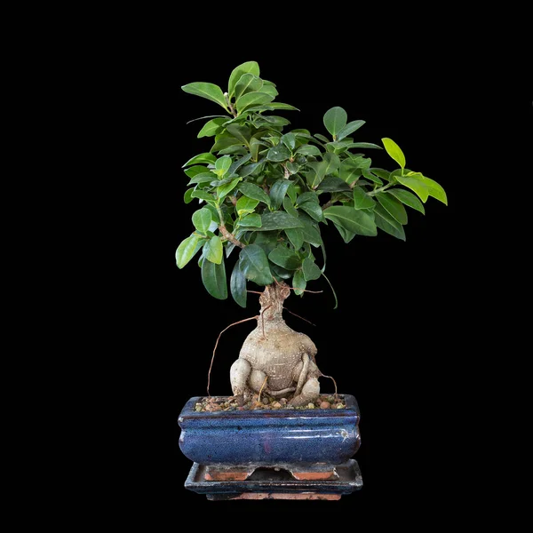 Ficus Ginseng Bonsaï Isolé Sur Fond Sombre Ficus Microcarpa — Photo