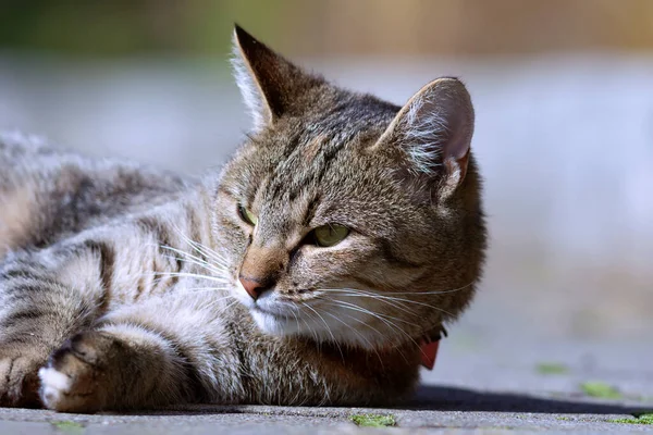 Портрет Домашней Красивой Кошки Felis Catus — стоковое фото