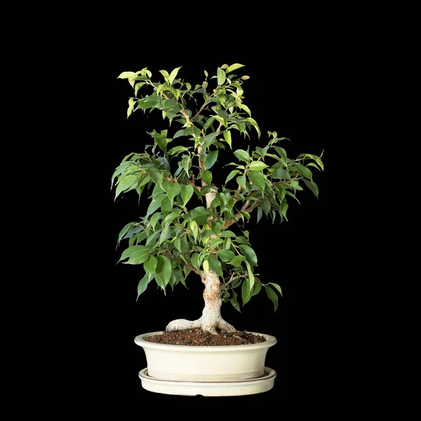 Ficus Benjamina Bonsai Aislado Sobre Fondo Oscuro —  Fotos de Stock