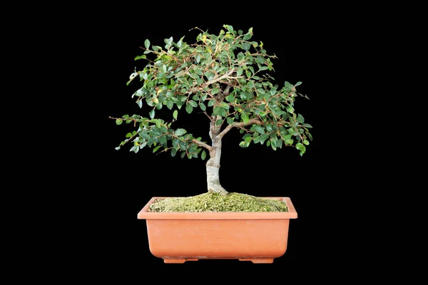 Κινέζικο Bonsai Φτελιά Για Την Κατάρτιση Κατσαρόλα Απομονώνονται Σκούρο Φόντο — Φωτογραφία Αρχείου