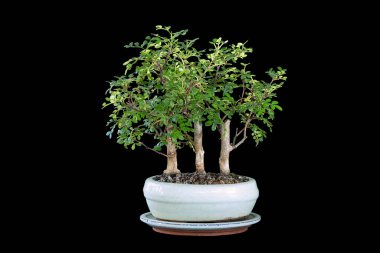 Zanthoxylum piperitum bonsai forest, the tiny chinese  pepper tree planted in a ceramic pot, isolation over dark background clipart