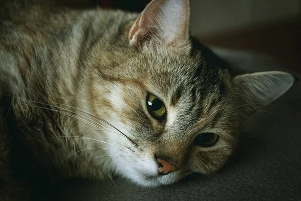 Portrait Beautiful Cat Hybrid Felis Silvestris — Stock Photo, Image