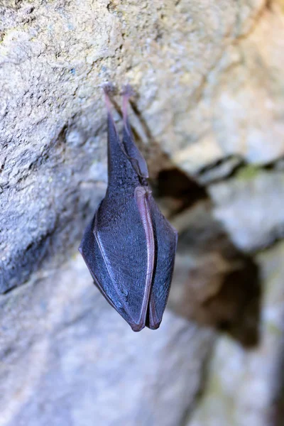 Mayor Murciélago Herradura Rhinolophus Ferrumequinum Animal Una Cueva Durante Hibernación — Foto de Stock