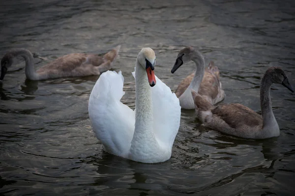 Mute Swan Family Cygnus Olor Female Chicks Swimming Pond Surface — Fotografia de Stock
