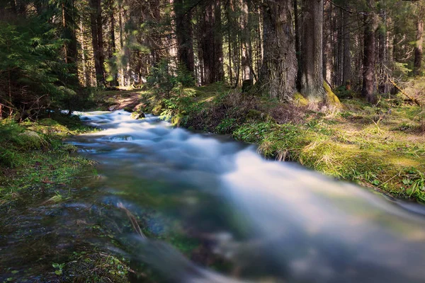Mountain Stream Flowing Spruce Forest Spring Karst Apuseni Mountains Allow — Fotografia de Stock