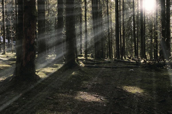 First Sun Rays Forest Wilderness Apuseni Natural Park Romania — Fotografia de Stock