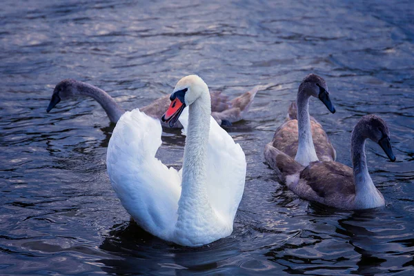 Łabędź Niemy Pisklętami Cygnus Olor Dzikie Ptactwo Powierzchni Wody — Zdjęcie stockowe