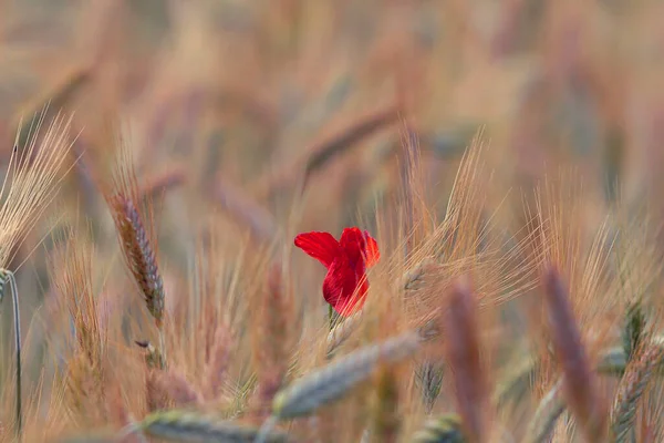 Red Wild Poppy Growing Wheat Field Papaver Rhoeas — Stock Photo, Image