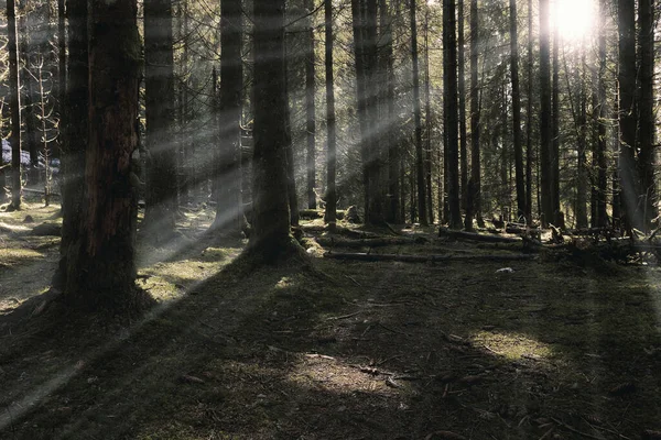 Första Solstrålarna Skogen Vildmarken Apuseni Naturpark Rumänien Stockbild