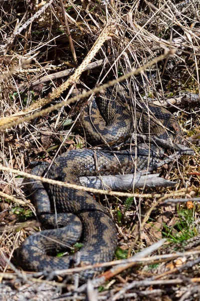 Common Adder Basking Natural Habitat Most Widespread European Venomous Snake — Stock Photo, Image