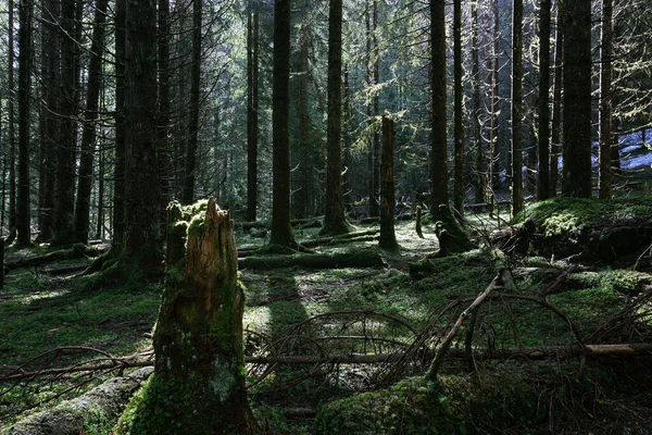 Bosque Espeluznante Por Mañana Imagen Tomada Parque Natural Apuseni Transilvania —  Fotos de Stock