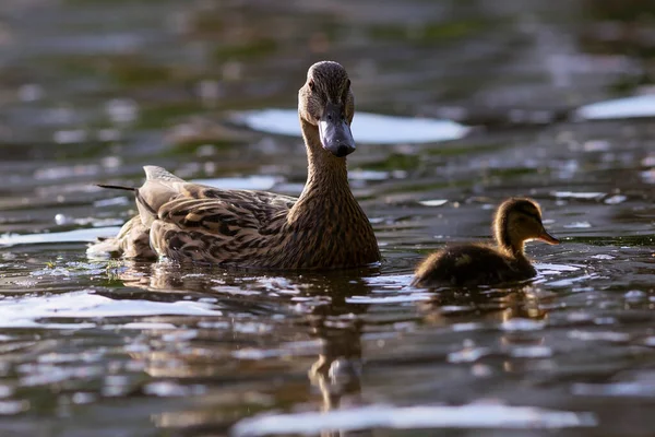 Gräsänder Med Kyckling Vilda Fåglar Som Flyter Vattenytan Anas Platyrhynchos — Stockfoto