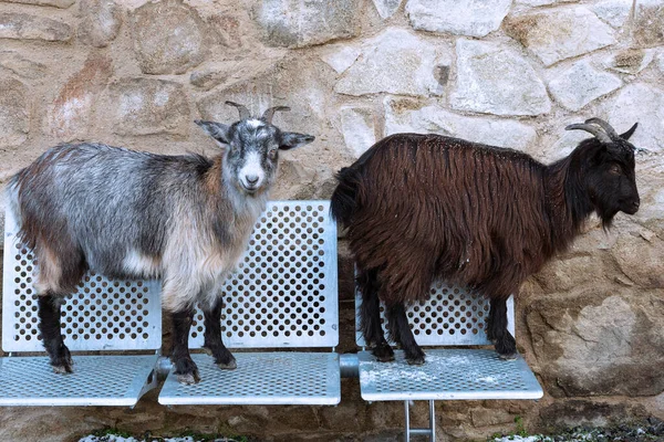 Cute Goats Metallic Bench Animals Nearby Farm — Stok fotoğraf