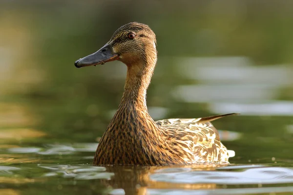 Female Mallard Duck Natural Habitat Anas Platyrhynchos — Stock Photo, Image