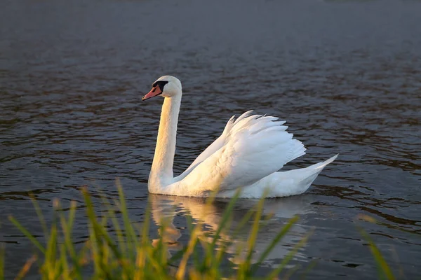 池で泳ぐ白鳥 シグナスカラー — ストック写真