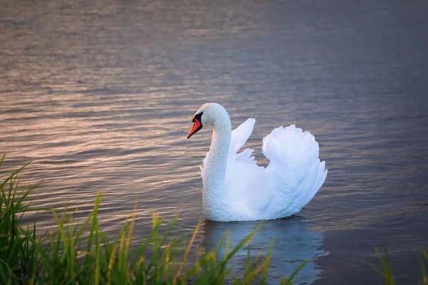 Belo Cisne Branco Amanhecer Cygnus Olor Pássaro Selvagem Nadando Superfície — Fotografia de Stock