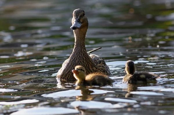 Stockente Mit Babys Auf Dem Wasser Weibchen Anas Platyrhynchos Mit — Stockfoto