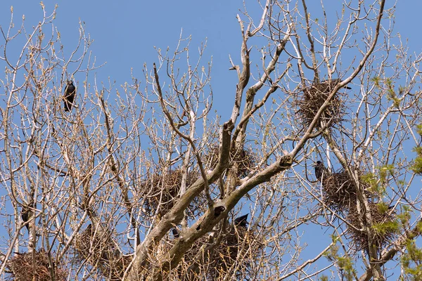 Vrány Kolonie Stromech Veřejném Městském Parku Corvus Frugilegus — Stock fotografie