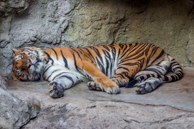 Tiger Hayvanat Bahçesi