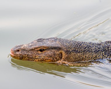 Varanus salvator kertenkele
