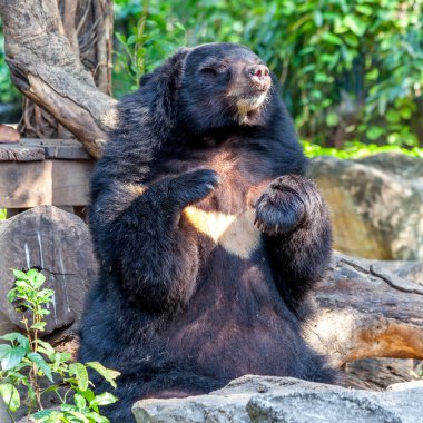 Kara Ayı hayvanat bahçesinde