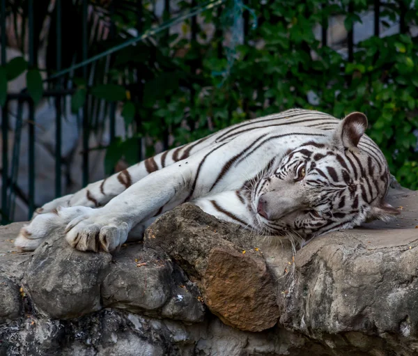 TIGER BRANCO em uma rocha no zoológico — Fotografia de Stock