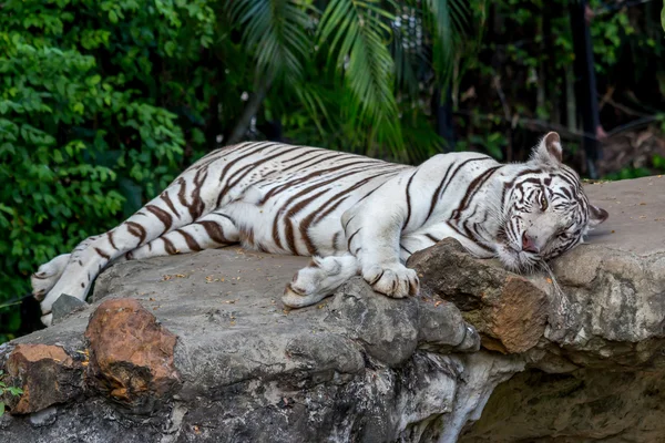 Bílý tygr na skále v zoo — Stock fotografie