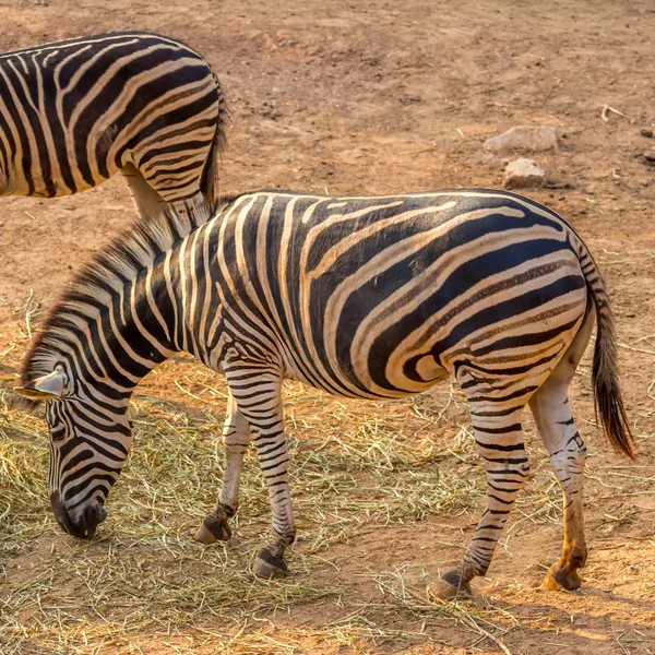 Zèbre dans le zoo — Photo