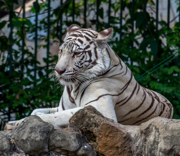 Weißer Tiger auf einem Felsen im Zoo — Stockfoto