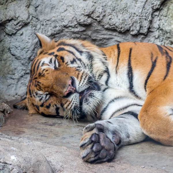 在动物园里的老虎 — 图库照片