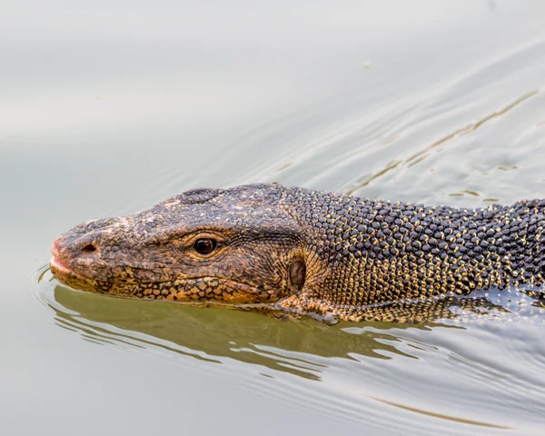 Lézard sauveur Varanus — Photo