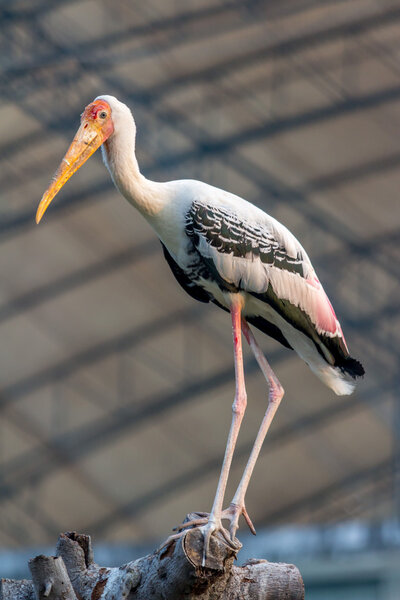 Milky Stork