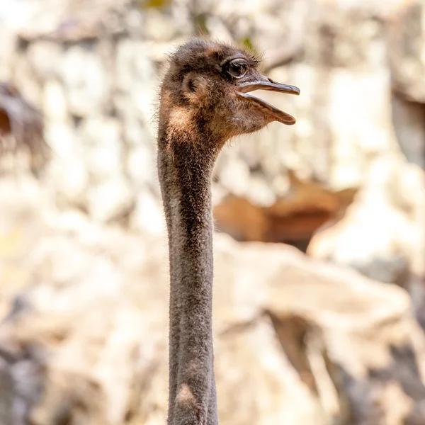 Head and long neck an ostrich — Stock Photo, Image