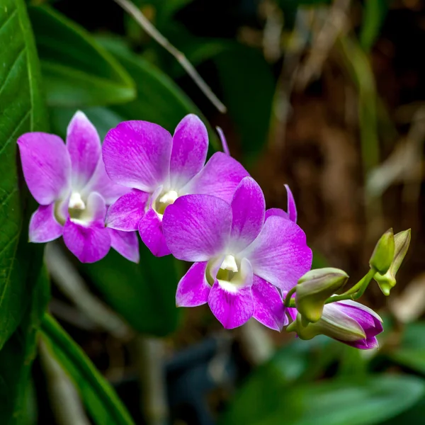 Belle orchidée dans le naturel . — Photo